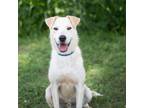 Adopt Becker a Tan/Yellow/Fawn Labrador Retriever / Mixed dog in Huntsville