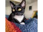 Adopt Corona a All Black Domestic Shorthair / Mixed cat in Los Angeles