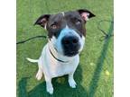 Adopt Gotham a Black Pit Bull Terrier / Mixed dog in Dallas, TX (38944879)