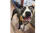Adopt Kale a Black American Pit Bull Terrier / Mixed dog in Seattle