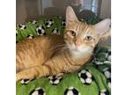 Adopt Drizzle a Orange or Red Domestic Shorthair / Mixed cat in Westminster