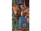 Adopt Chika a Brown Tabby Tabby / Mixed (short coat) cat in Jersey City