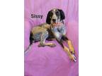 Adopt Sissy & Cletus a Gray/Silver/Salt & Pepper - with Black Bluetick Coonhound