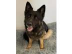 Adopt Kage a German Shepherd Dog / Mixed dog in Heber, UT (38726782)