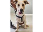 Adopt Mandu a White Labrador Retriever / Anatolian Shepherd dog in Kingman