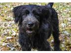 Adopt Nico a Black Old English Sheepdog / Mixed dog in Tulsa, OK (38925924)