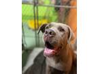 Adopt Grace a Cane Corso / Mixed dog in Meriden, CT (36759053)