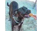 Adopt Heath* a Black Labrador Retriever / American Staffordshire Terrier dog in