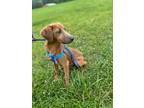 Adopt Hedwig a Brown/Chocolate - with White Mountain Cur / Feist dog in Linton