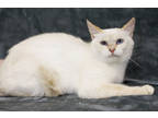 Adopt Miss Lady a Orange or Red Colorpoint Shorthair / Domestic Shorthair /