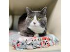 Adopt Yancy a Gray or Blue Domestic Shorthair / Mixed cat in Great Falls