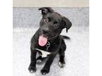 Adopt Tabitha a Black Mixed Breed (Small) / Mixed dog in Atlanta, GA (38724796)