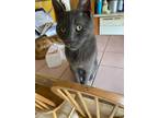 Adopt Durango- smart; Russian blue a Gray or Blue Russian Blue (short coat) cat