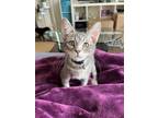 Adopt Earl a Gray or Blue (Mostly) Domestic Shorthair (short coat) cat in Los