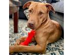 Adopt Zeke a Brown/Chocolate Labrador Retriever dog in Vail, AZ (38724482)