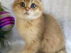 Scottish Fold Golden Becky