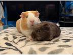 Adopt Daisy and Frances a Guinea Pig small animal in Scotts Valley