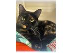 Adopt April O'Neil a Domestic Shorthair / Mixed (short coat) cat in Sebastian