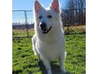 Adopt Lupo a White - with Tan, Yellow or Fawn German Shepherd Dog / Mixed dog in