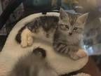 2 Half Maine Coon Male Kittens