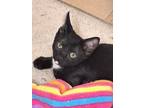 Adopt Sparrow a Black & White or Tuxedo Domestic Shorthair (short coat) cat in