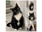 Adopt Jinx a Black & White or Tuxedo Domestic Shorthair cat in Lewis Center
