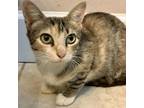 Adopt Cara a Calico or Dilute Calico Domestic Shorthair / Mixed cat in