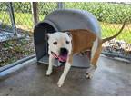 Adopt Opie a White Mixed Breed (Large) / Mixed dog in Greenville, KY (38815453)