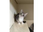 Adopt Iguana a Gray or Blue Domestic Shorthair / Domestic Shorthair / Mixed cat