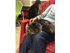 Adopt Helena a All Black Domestic Longhair / Domestic Shorthair / Mixed cat in