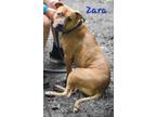 Adopt Zara a Labrador Retriever / Boxer / Mixed dog in Cambridge, MD (38728981)