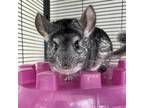 Adopt Jill (Bonded to Jade and Juniper) a Chinchilla small animal in West Des
