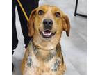 Adopt Arya a Black Mixed Breed (Medium) / Mixed dog in Lindenwold, NJ (36387045)