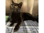 Adopt Fudge a All Black Domestic Shorthair / Mixed cat in Bryan, TX (38723457)