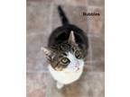 Adopt BUBBLES a Domestic Shorthair / Mixed (short coat) cat in Hartville