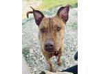 Adopt Leslie (in Foster) a Brindle American Pit Bull Terrier / Mixed dog in