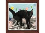 Adopt AMARIS a All Black Domestic Shorthair (short coat) cat in Buckhannon