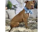 Adopt Alexa a Brown/Chocolate Pit Bull Terrier / Mixed dog in Yuma