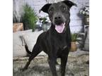 Adopt Ted a Gray/Silver/Salt & Pepper - with Black Pit Bull Terrier / Labrador