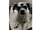 Adopt Henry a White - with Black Terrier (Unknown Type, Small) / Mixed dog in