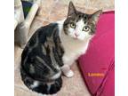 Adopt LONDON a Domestic Shorthair / Mixed (short coat) cat in Hartville