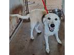 Adopt S'mores a White - with Tan, Yellow or Fawn Shepherd (Unknown Type) / Mixed