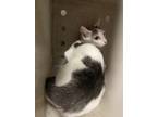 Adopt Bella a White Domestic Shorthair / Domestic Shorthair / Mixed cat in