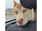 Adopt Marlon Brando #4746 a Brown/Chocolate Husky dog in West Linn