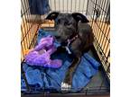 Adopt Dee Dee a Black - with White Mixed Breed (Medium) / Mixed dog in Houston