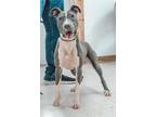 Adopt Starsky a Pointer / Mixed dog in Sylvania, GA (38728998)