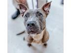Adopt Juno a American Pit Bull Terrier / Mixed dog in Sylvania, GA (38728995)