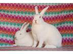 Adopt Mariposa & Magic (bonded pair) a Californian / Mixed (short coat) rabbit