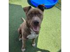 Adopt Frank a Brown/Chocolate American Pit Bull Terrier / Mixed dog in