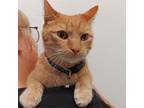 Adopt Geo a Orange or Red Domestic Shorthair / Mixed cat in Sedalia